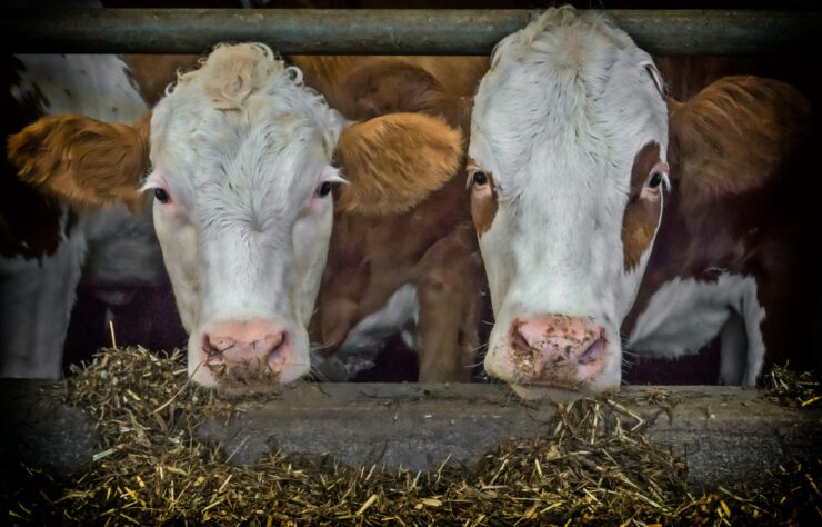 cattlefeed