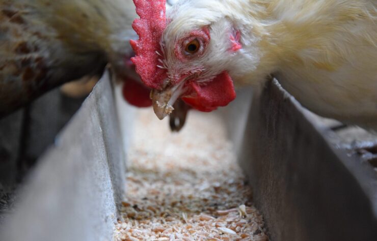 poultry feed