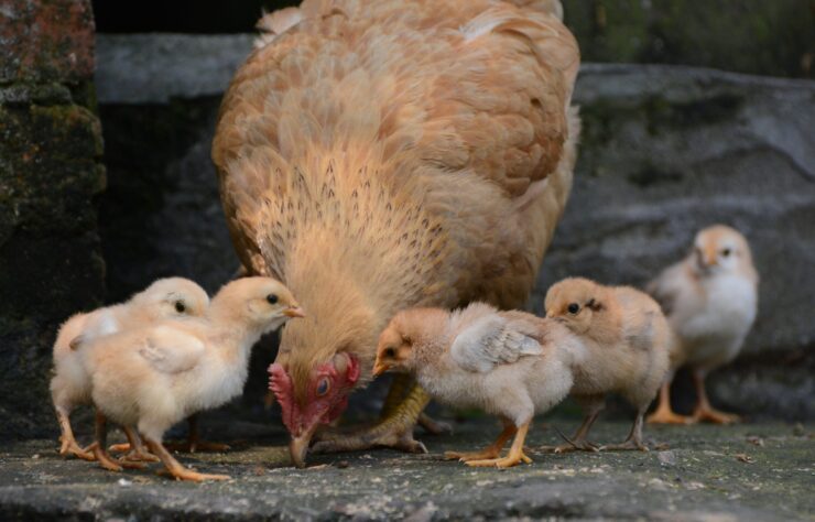 poultryblog